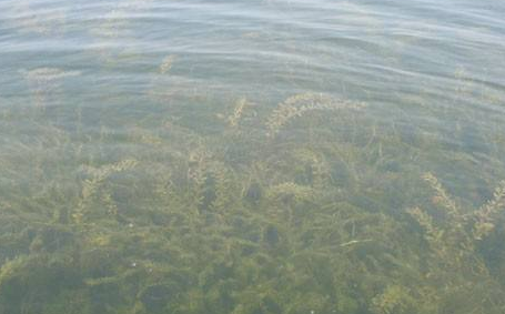 水質生物監測 水質生物監測