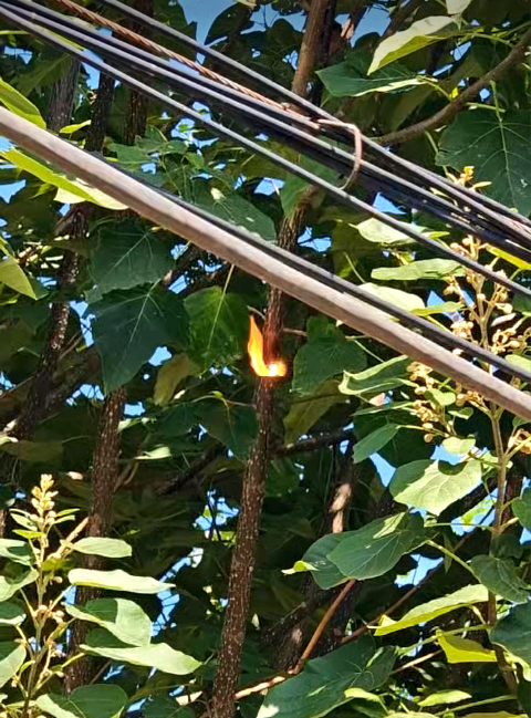 激光清障儀除樹障現場